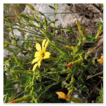 Lattuga del Montalbo