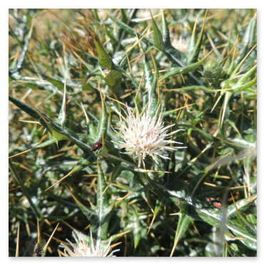 Cardo del Gennargentu