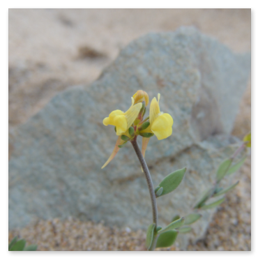 Linaria 